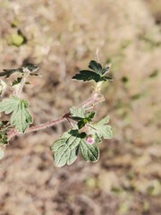 Geranium seemannii