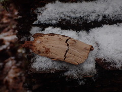 Gloiothele lactescens