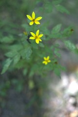 Bidens bipinnata