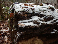 Gloiothele lactescens