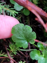 Viola kitaibeliana