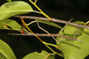 Common Walking Stick Insects - Photo (c) Alan Wells, some rights reserved (CC BY-NC), uploaded by Alan Wells