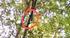 Terpsiphone paradisi