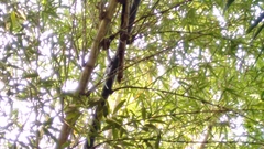 Terpsiphone paradisi