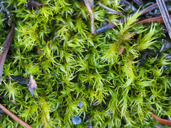 Vinealobryum vineale