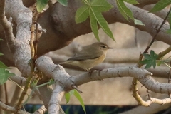 Phylloscopus