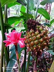 Etlingera elatior