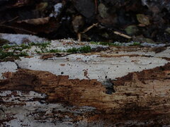 Fibrodontia gossypina