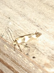 Scythris trivinctella