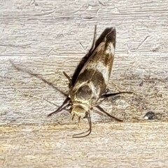 Scythris trivinctella