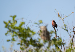 Lagonosticta rhodopareia
