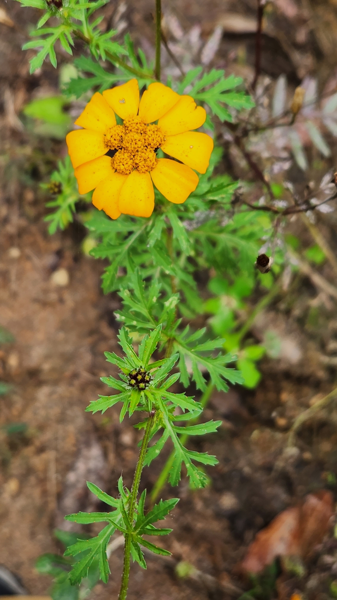 Dyssodia decipiens (Bartl.) M.C.Johnst.