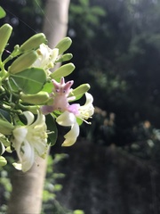 Epicadus heterogaster