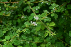 Lespedeza pilosa