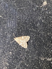 Udea olivalis