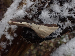 Peniophorella pubera