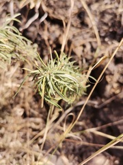 Ambrosia confertiflora