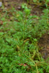 Glandularia tenera