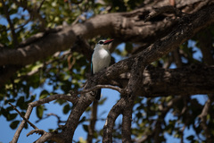 Halcyon senegalensis