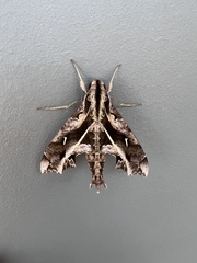 Hemeroplanes triptolemus