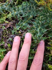 Cirsium vulgare