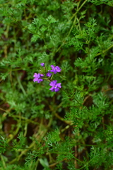 Glandularia tenera