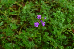 Glandularia tenera