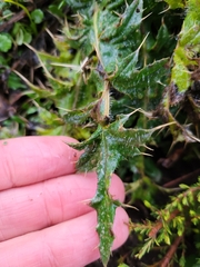 Cirsium vulgare