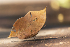 Kallima horsfieldii