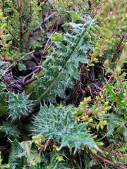 Cirsium vulgare
