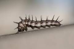 Dione vanillae maculosa