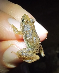 Minervarya syhadrensis