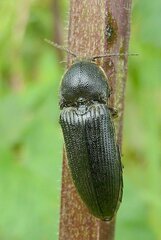 Melanotus punctolineatus