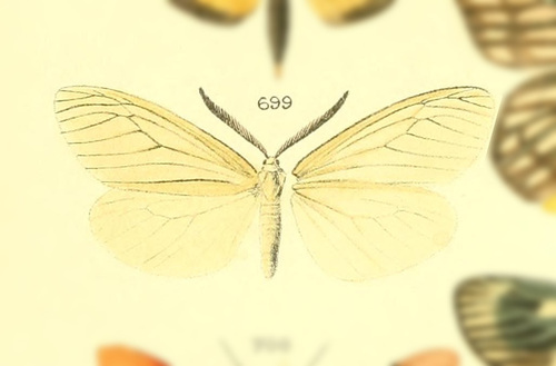 Neoherpa subhyalina · iNaturalist