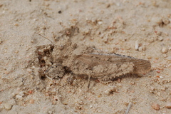 Pamphagidae