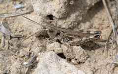 Dociostaurus kraussi