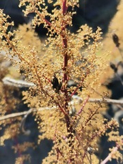 Dysphania graveolens