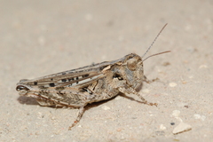 Dociostaurus kraussi