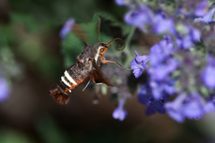 Amphion floridensis