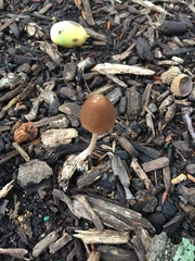 Psathyrella atrospora