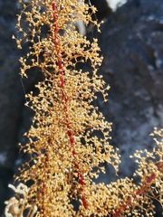 Dysphania graveolens