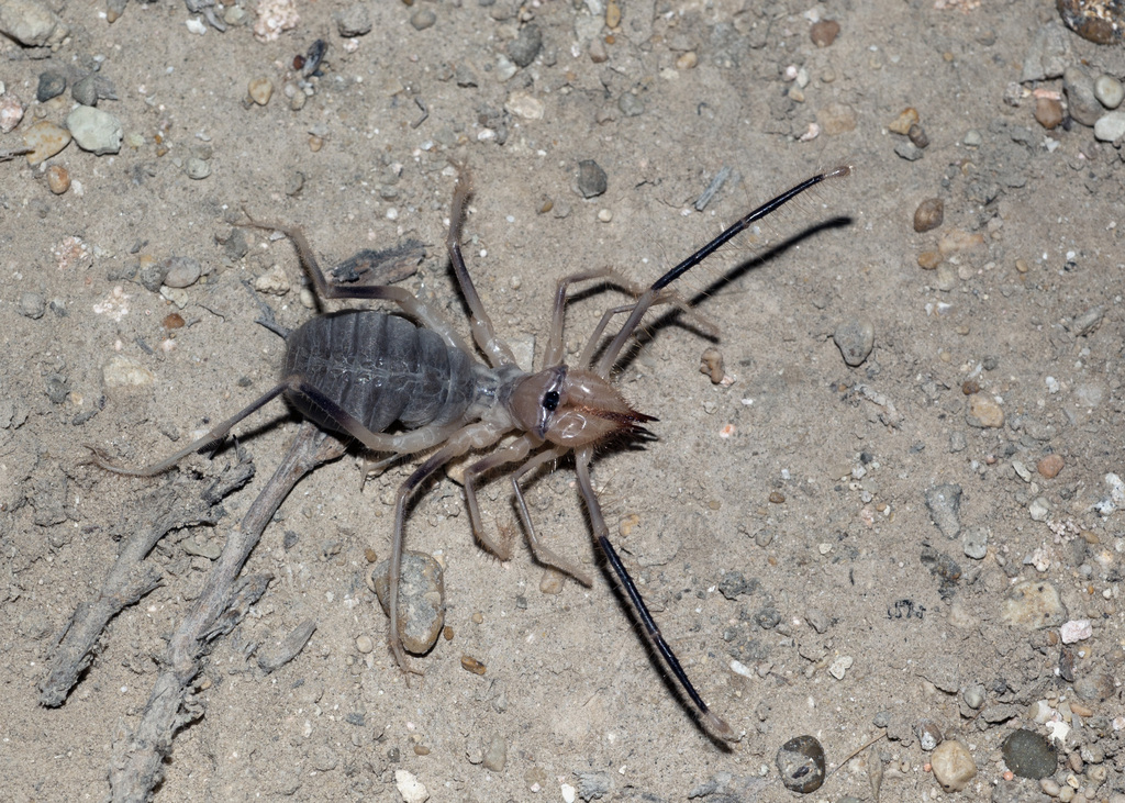 Galeodopsis bilkjeviczi