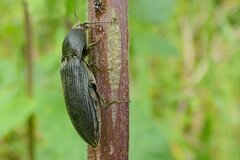 Melanotus punctolineatus