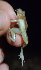 Minervarya syhadrensis