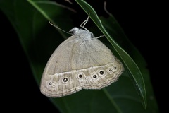 Mycalesis mineus