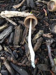 Psathyrella atrospora