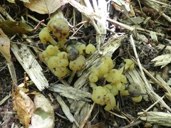 Hypomyces leotiicola