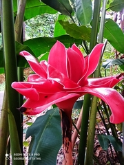 Etlingera elatior