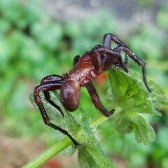 Myrmekiaphila
