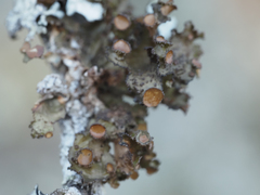 Tuckermanopsis orbata